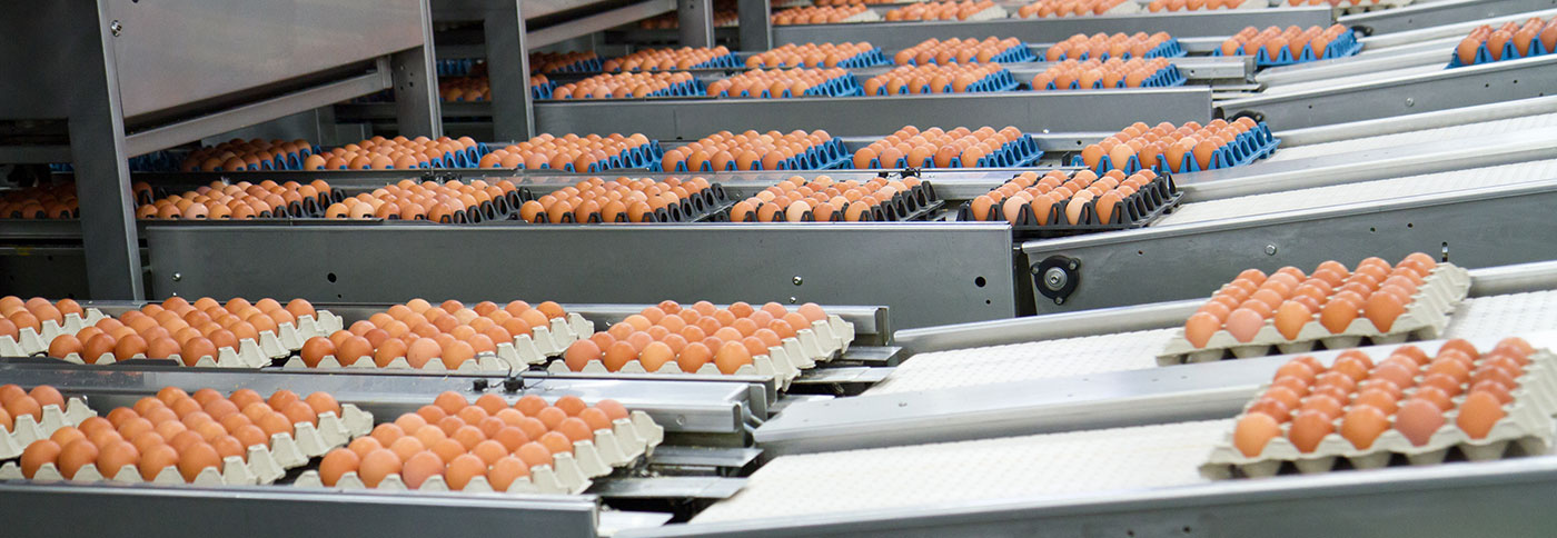 Industrial Conveyor Belting Egg Processing
